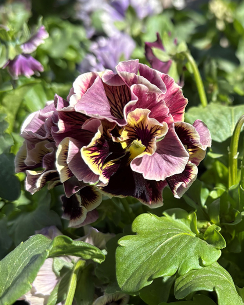 Pansy Elegance Twilight 4"