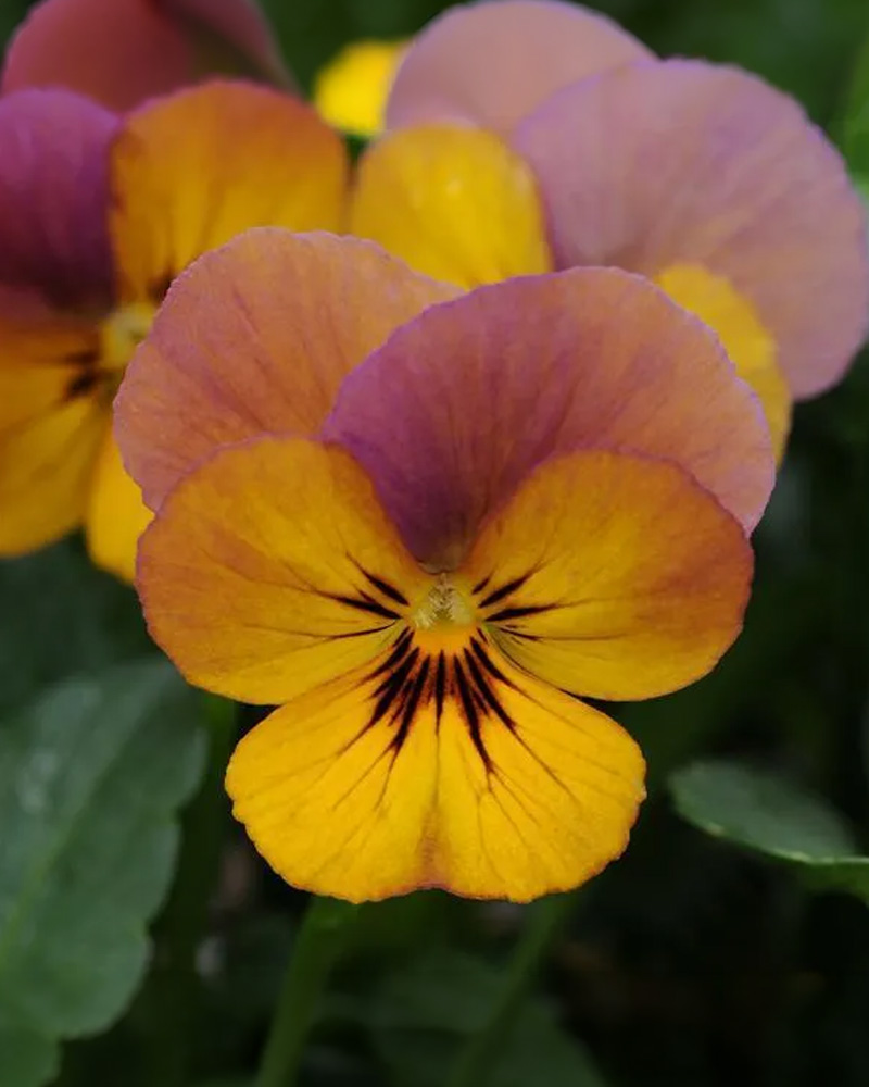 Viola Celestial Twilight 4"