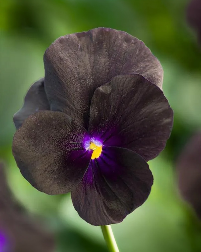 Viola Penny Black 4"