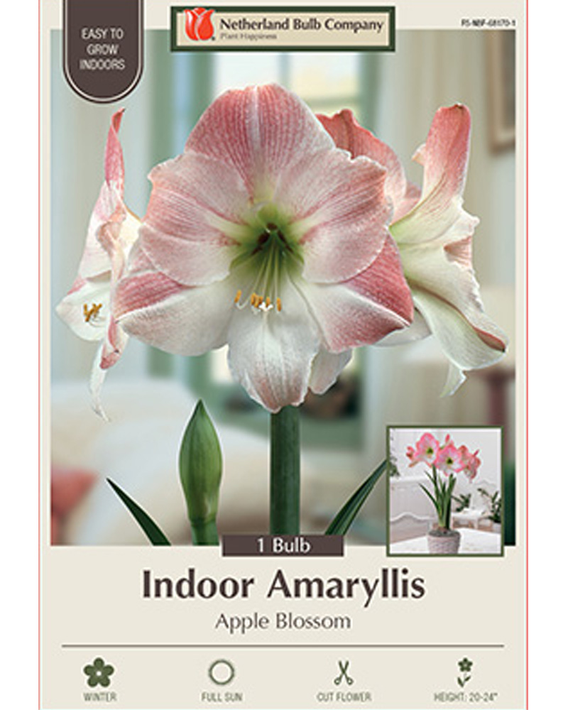 Amaryllis Apple Blossom