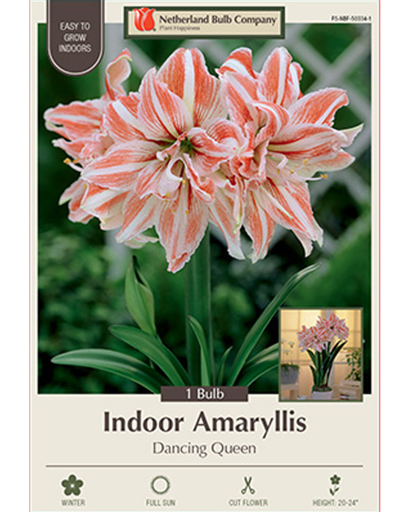 Amaryllis Dancing Queen