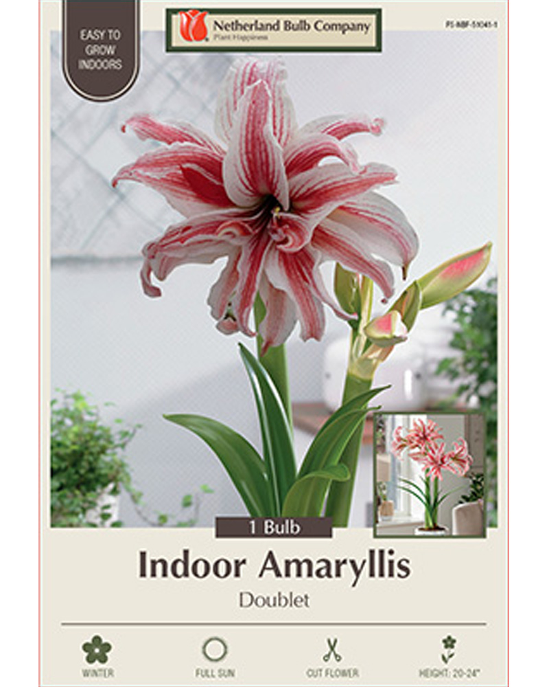 Amaryllis Doublet