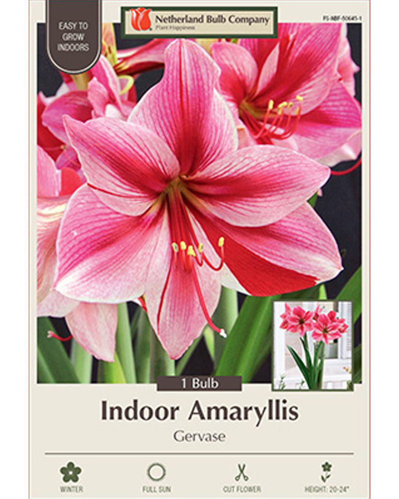 Amaryllis Gervase