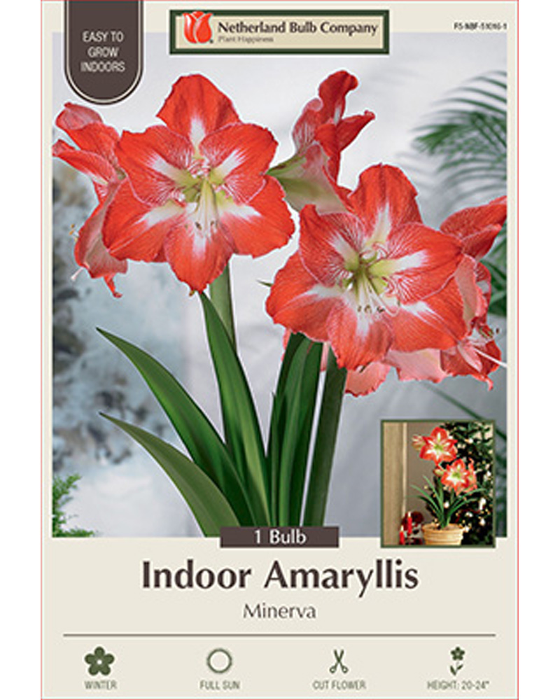 Amaryllis Minerva