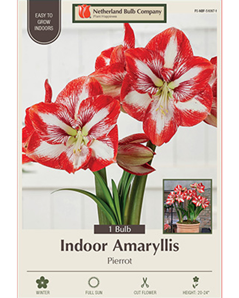 Amaryllis Pierrot