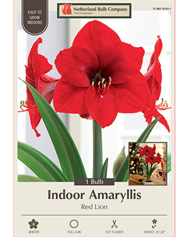 Amaryllis Red Lion