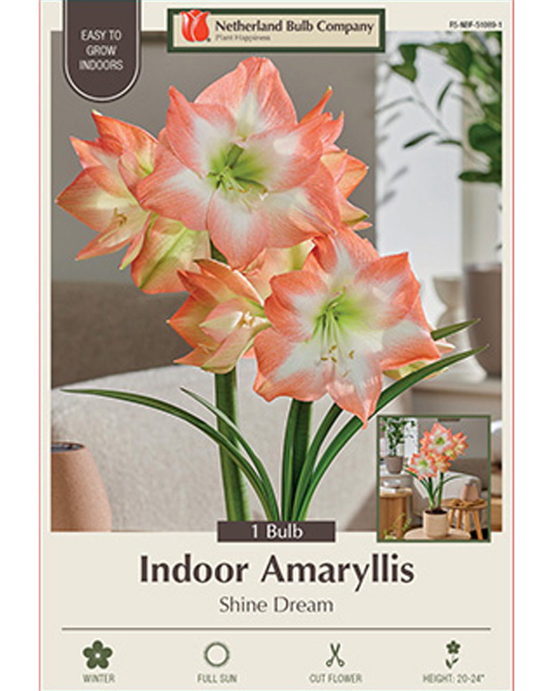 Amaryllis Shine Dream