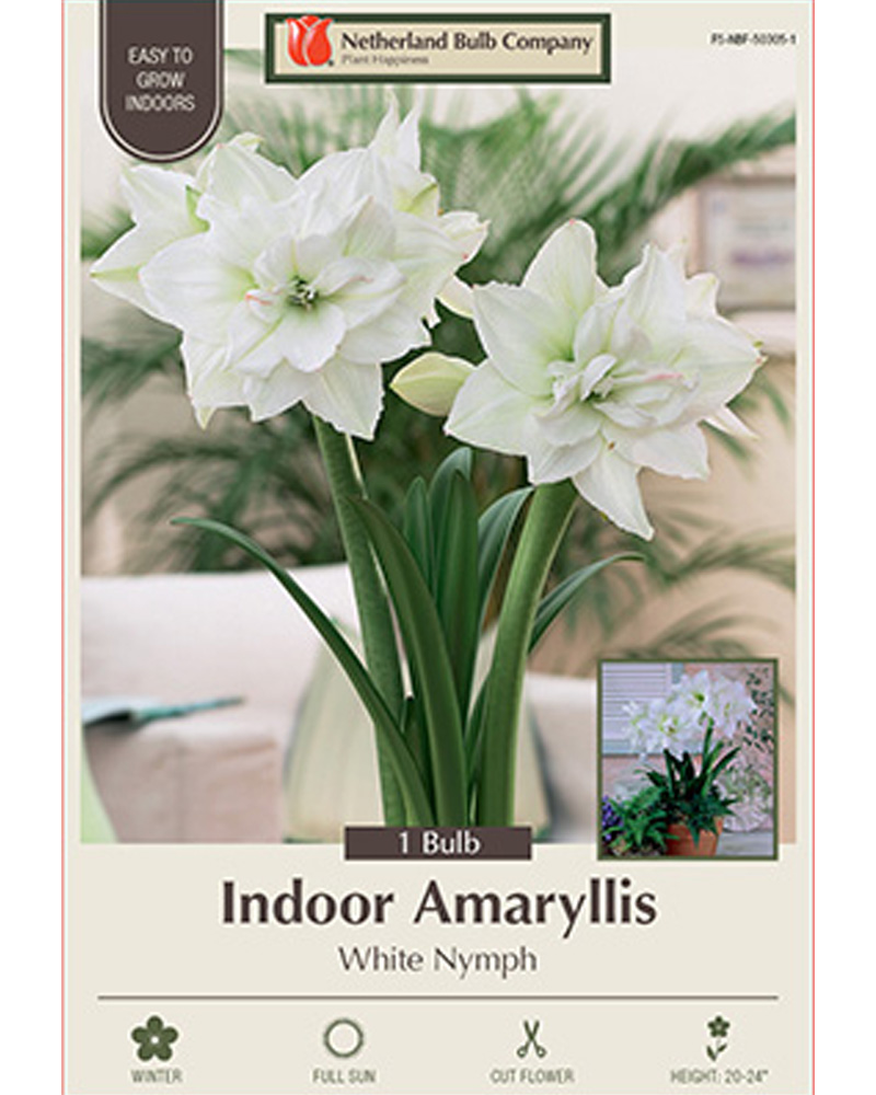 Amaryllis White Nymph