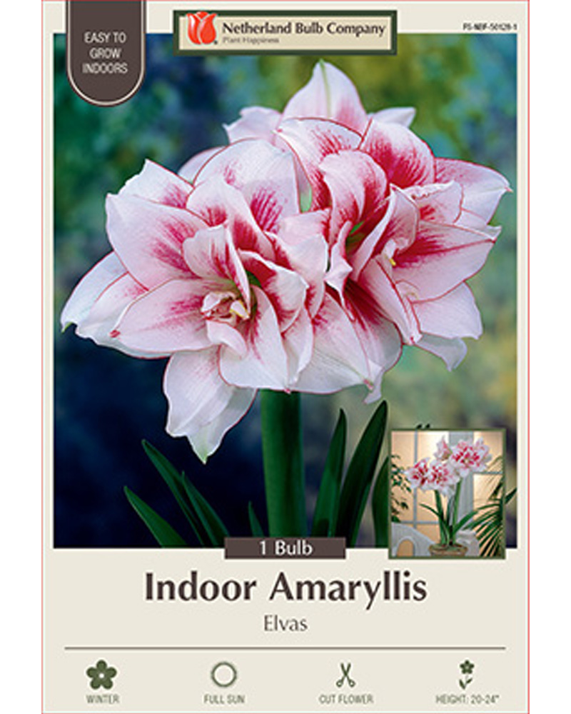 Amaryllis Elvas