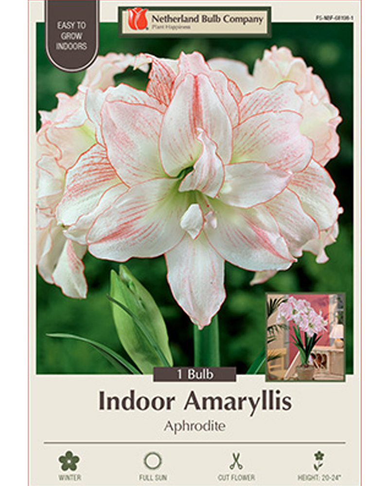 Amaryllis Aphrodite