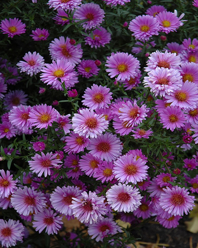 Purple Dome Aster #1<br><i>Aster novae-angliae 'Purple Dome'</br></i>