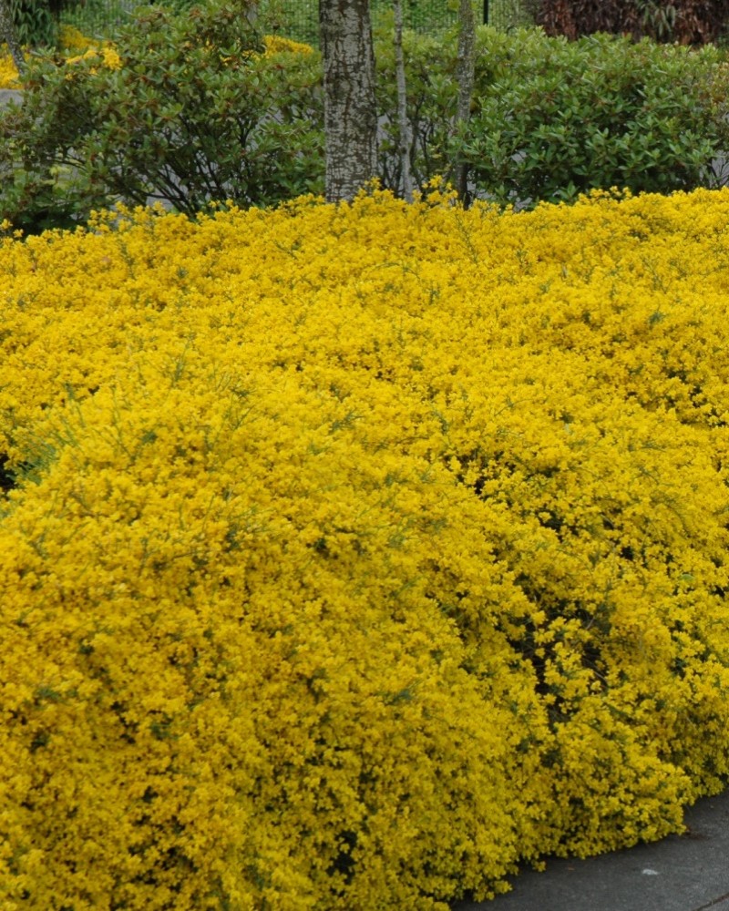 Lydia Broom #5<br><i>Genista lydia</br></i>