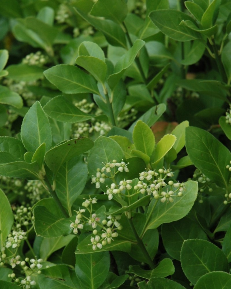 Manhattan Spreading Euonymus #5<br><i>Euonymus kiautschovicus Manhattan</br></i>