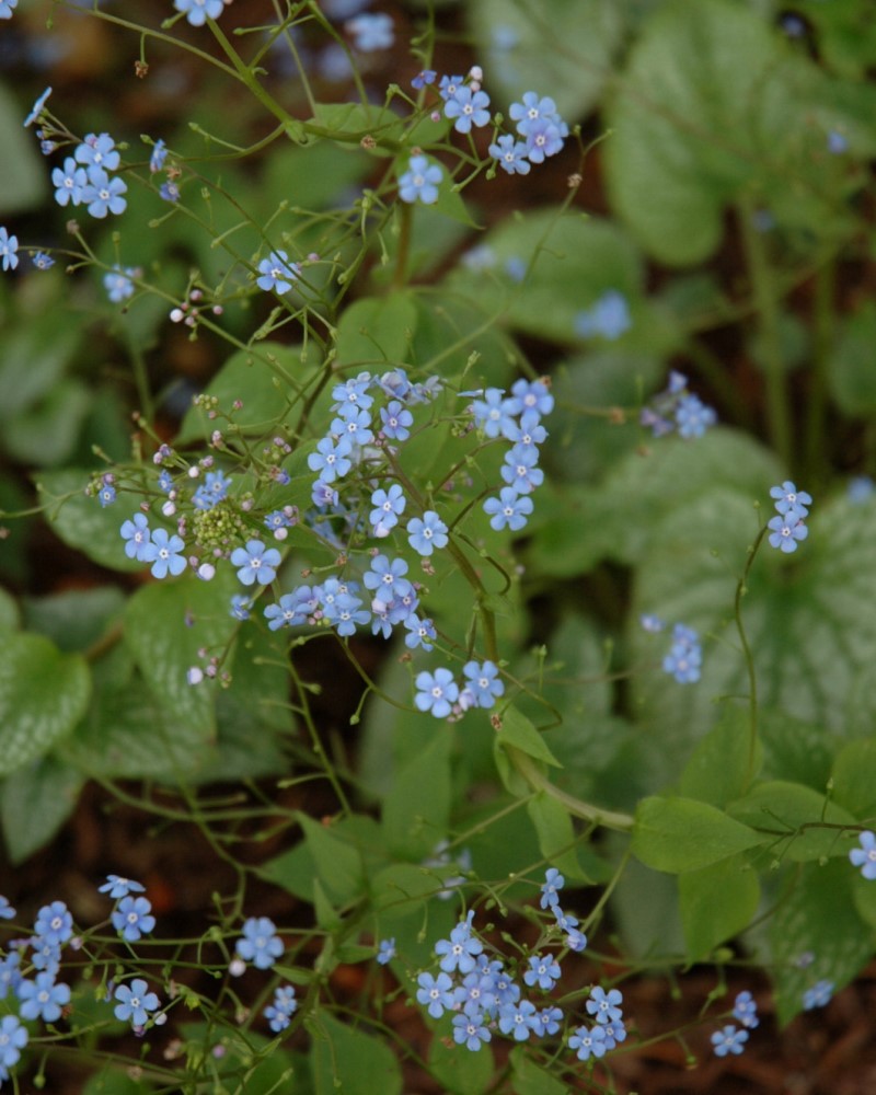 Alexander's Great Bugloss #1<br><i>Brunnera macrophylla Alexanders Great</br></i>