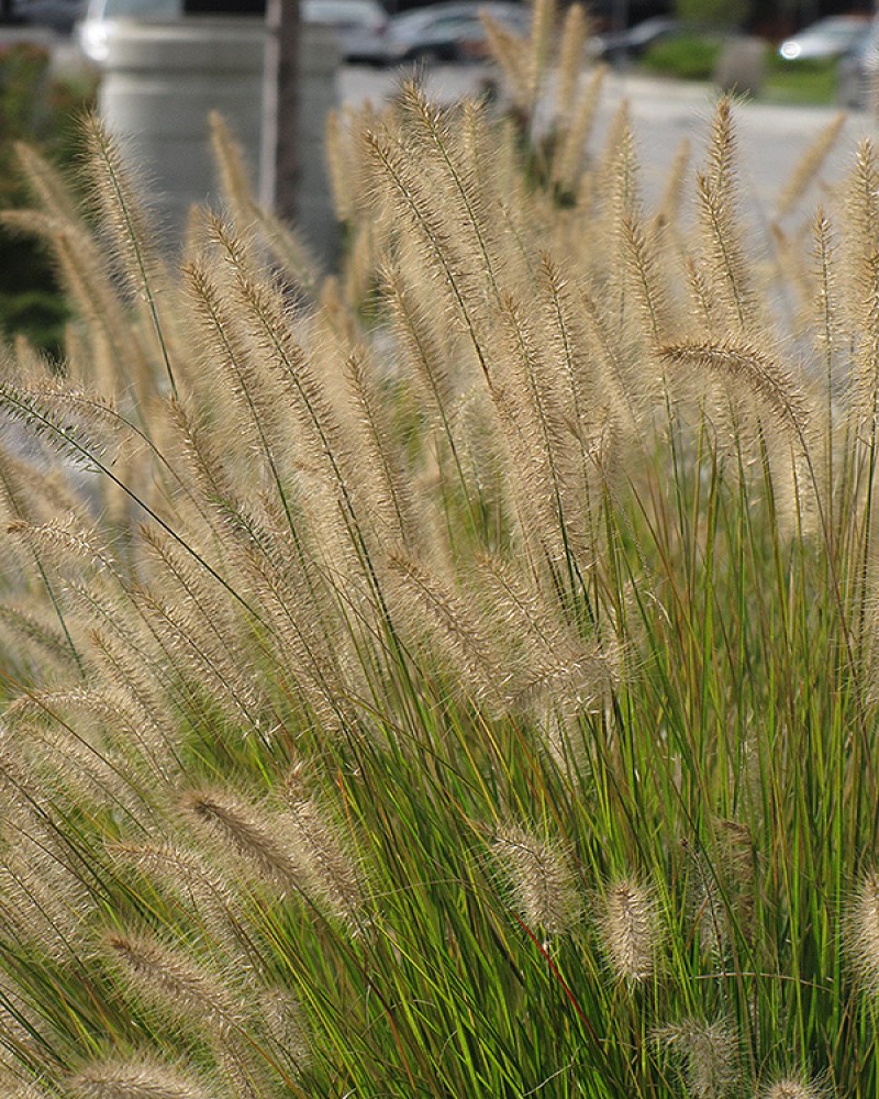 Hameln Dwarf Fountain Grass<br><i>Pennisetum alopecuroides Hameln</br></i>