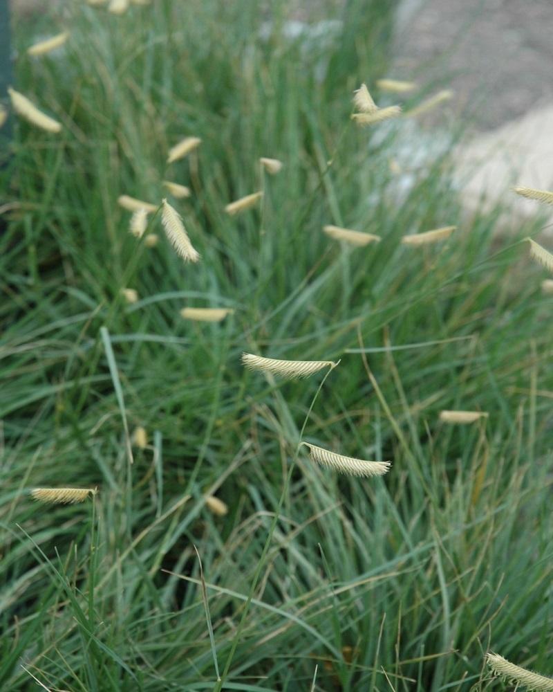 Blonde Ambition Blue Grama Grass #1<br><i>Bouteloua gracilis Blonde Ambition</br></i>