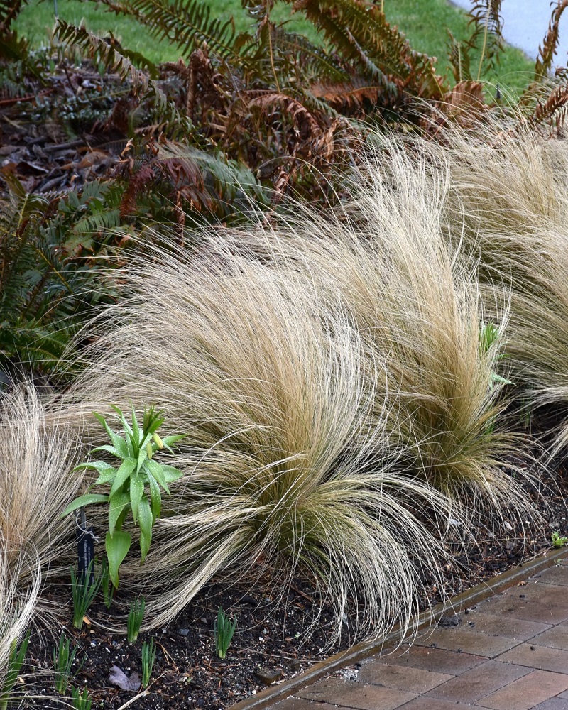 Mexican Feather Grass #1<br><i>Nassella tenuissima</br></i>