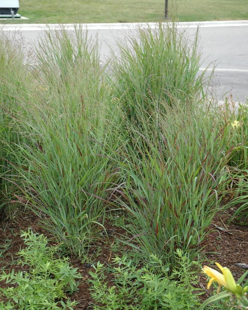 Shenandoah Reed Switch Grass #1<br><i>Panicum virgatum Shenandoah</br></i>