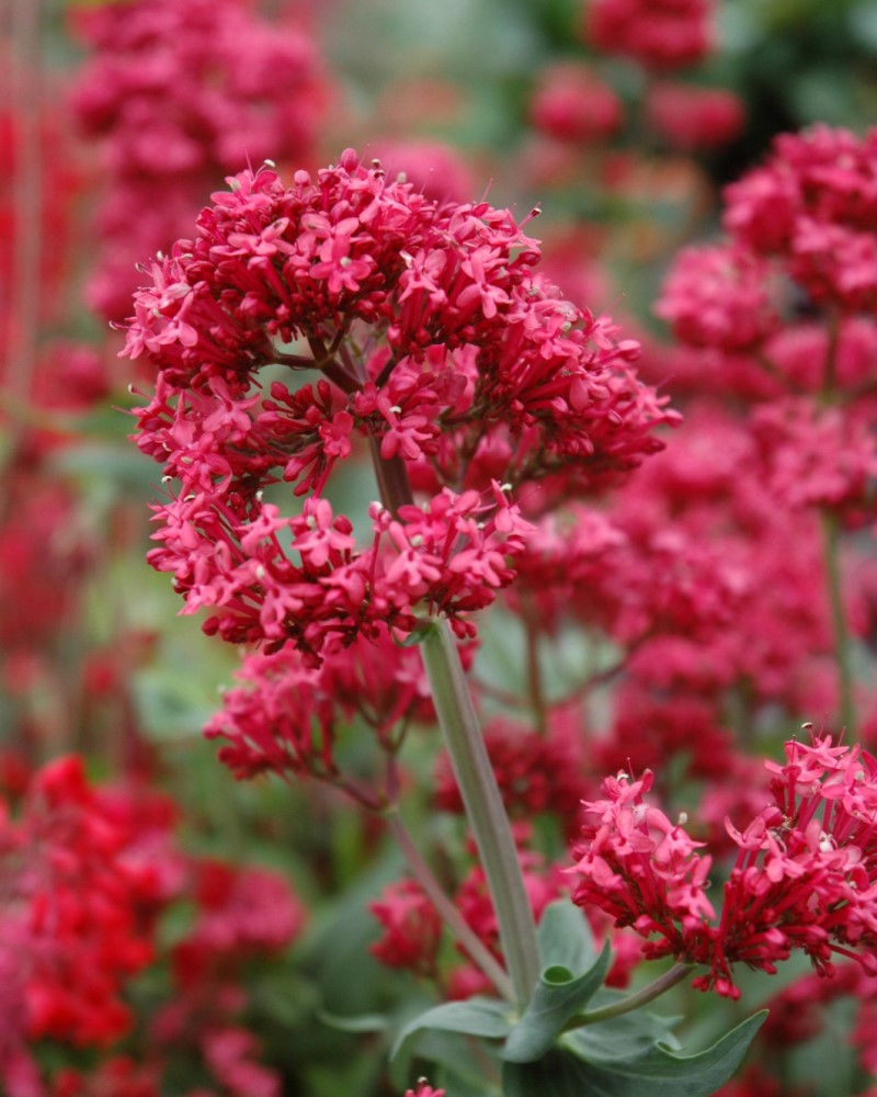 Red Valerian #1<br><i>Centranthus ruber var. coccineus</br></i>