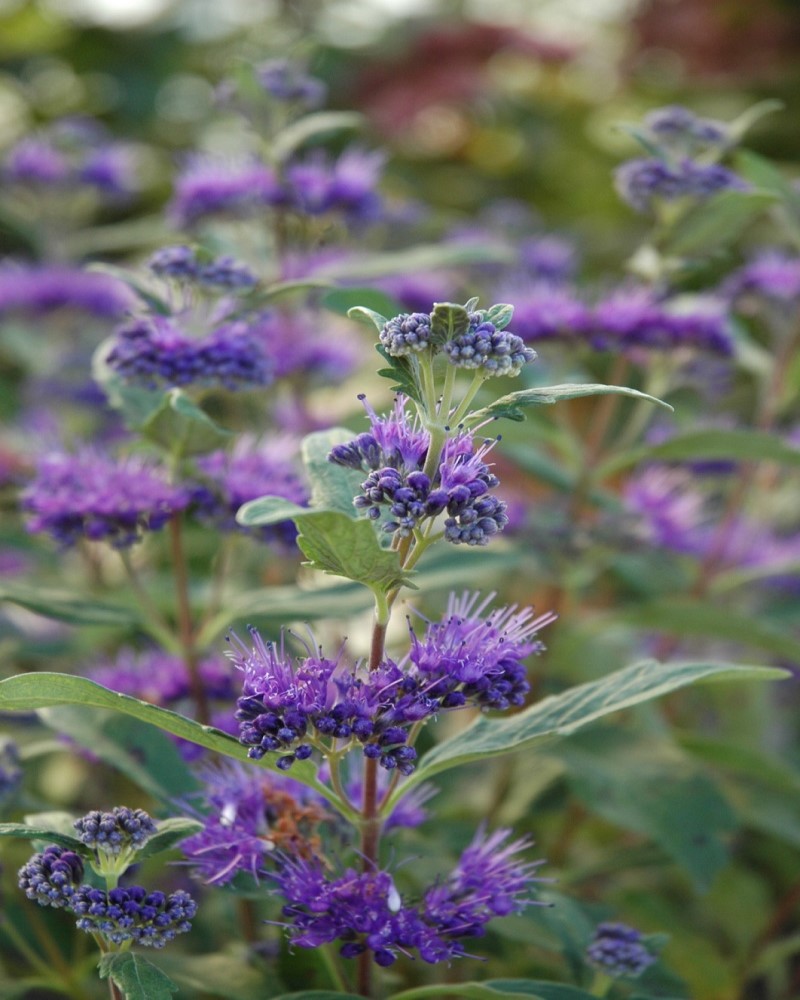 Dark Knight Bluebeard #5<br><i>Caryopteris x clandonensis 'Dark Knight'</br></i>