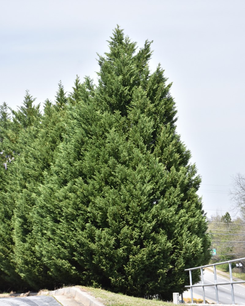 Leyland Cypress #15<br><i>Cupressocyparis x leylandii</br></i>