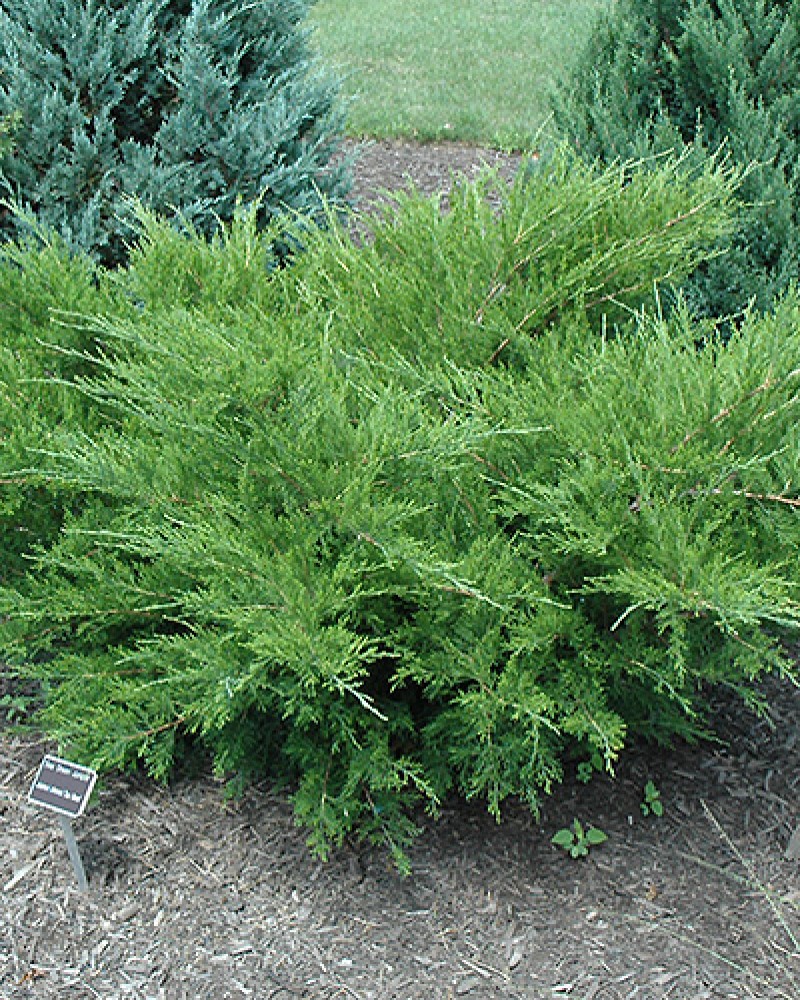 Sea Green Juniper #3<br><i>Juniperus chinensis 'Sea Green'</br></i>