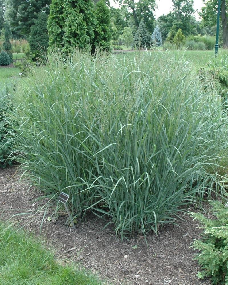 Heavy Metal Blue Switch Grass #5<br><i>Panicum virgatum 'Heavy Metal'</br></i>