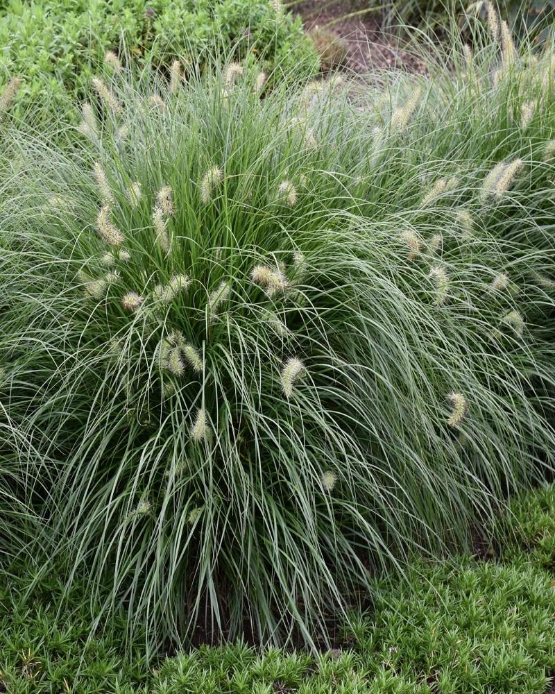 Little Bunny Dwarf Fountain Grass #1<br><i>Pennisetum alopecuroides Little Bunny</br></i>