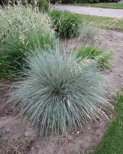 Blue Oat Grass #1<br><i>Helictotrichon sempervirens</br></i>
