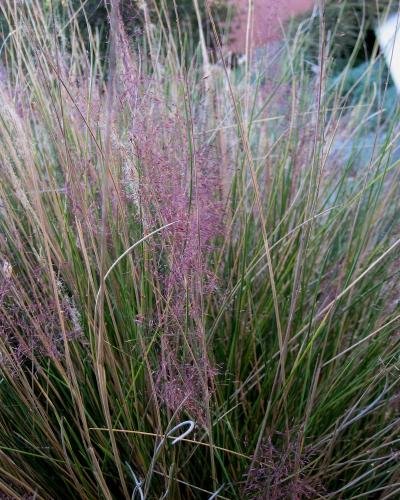 Pink Muhly Grass #1<br><i>Muhlenbergia capillaris Pink Muhly</br></i>