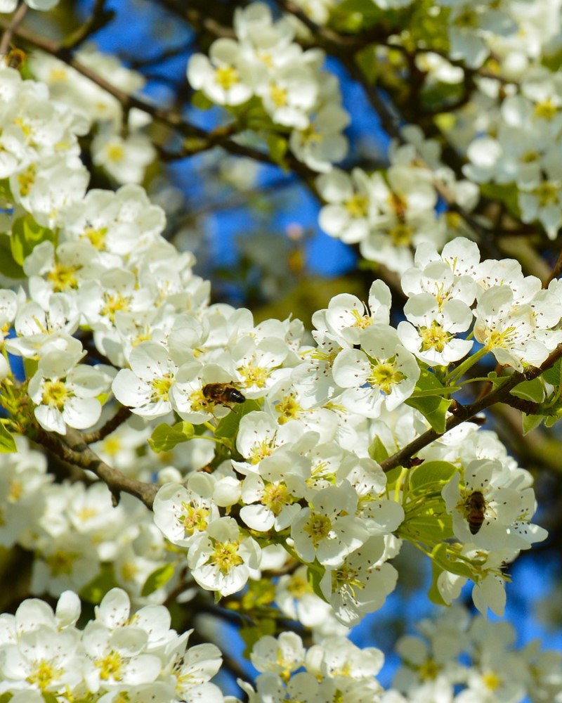 Redspire Pear #15<br><i>Pyrus calleryana Redspire</br></i>