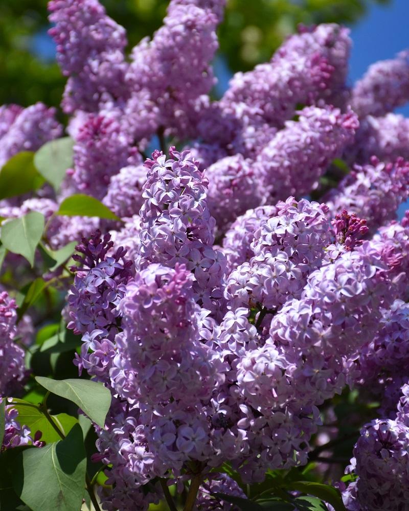 Common Lilac #5<br><i>Syringa vulgaris</br></i>
