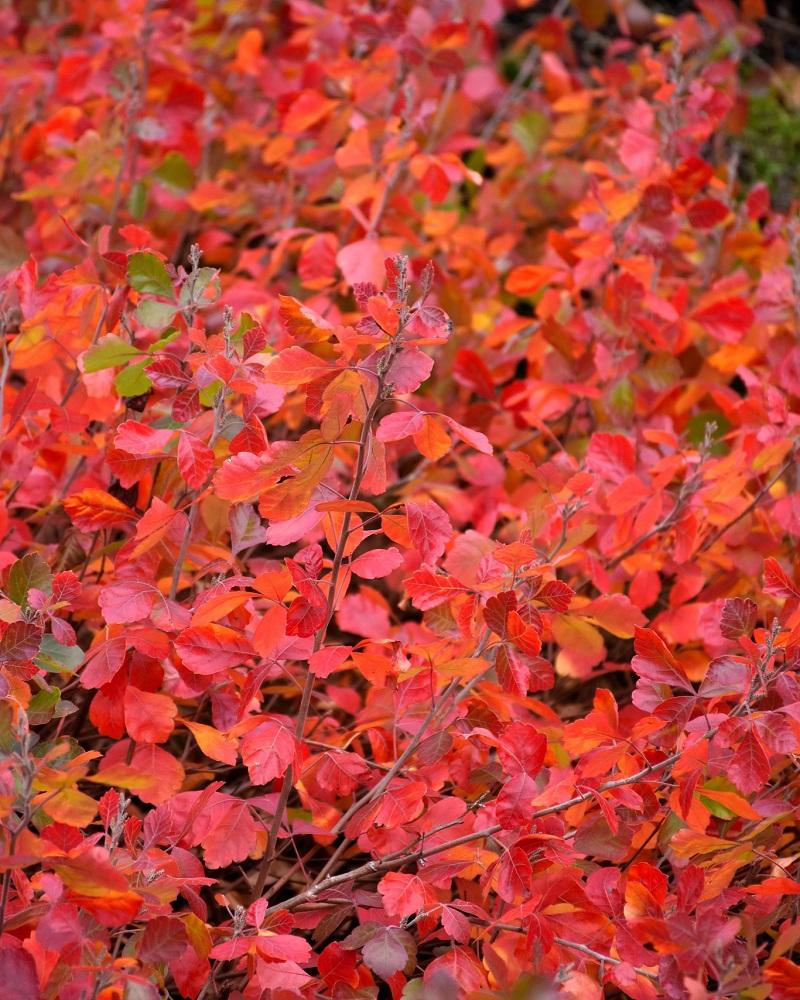 Gro-Low Fragrant Sumac #3<br><i>Rhus aromatica 'Gro-Low'</br></i>