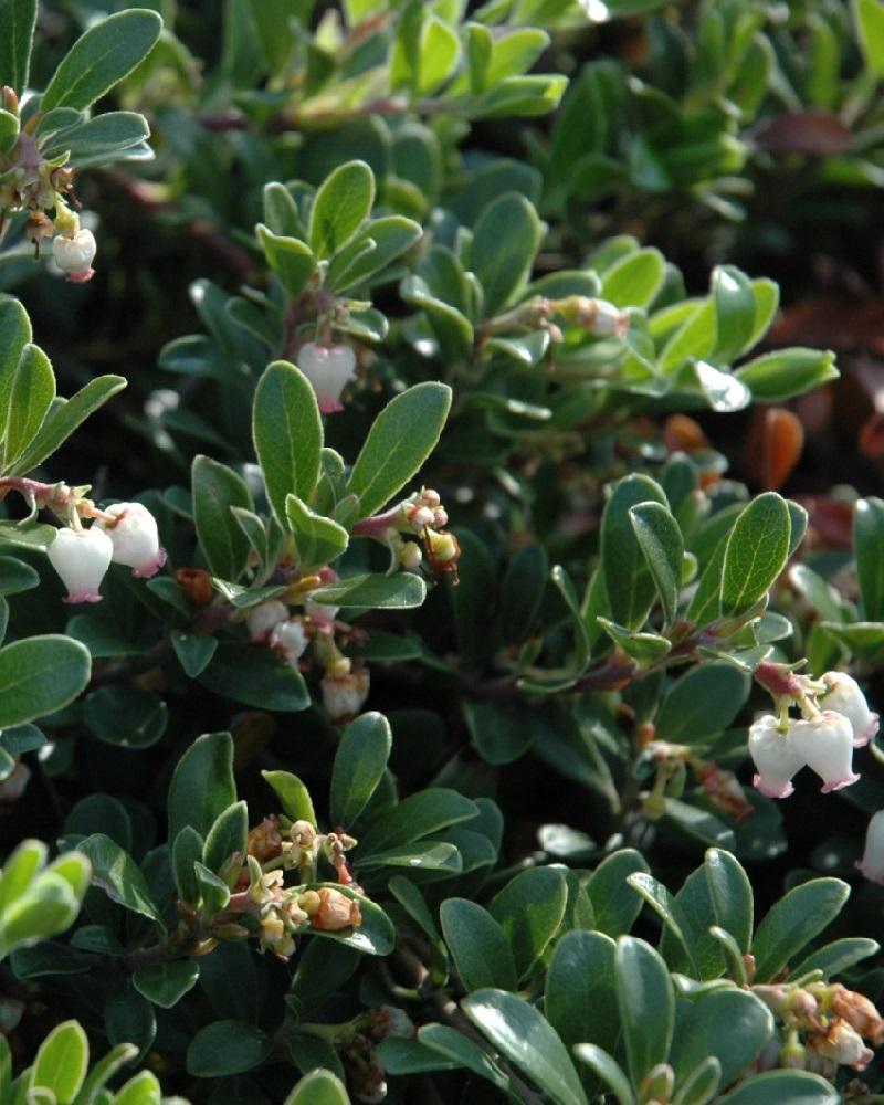 Massachusetts Bearberry #1<br><i>Arctostaphylos uva-ursi Massachusetts</br></i>