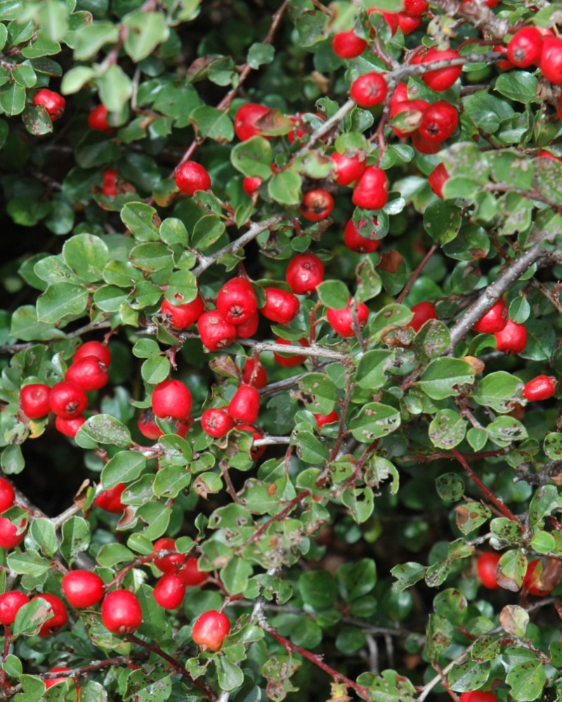 Cranberry Cotoneaster<br><i>Cotoneaster apiculatus</br></i>