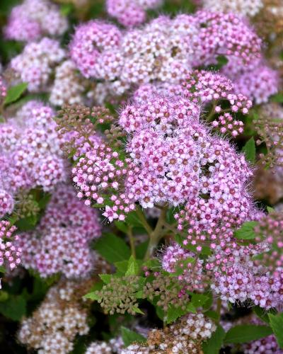 Little Princess Spirea<br><i>Spiraea japonica Little Princess</br></i>