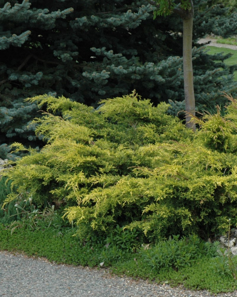 Old Gold Juniper #5<br><i>Juniperus x media Old Gold</br></i>