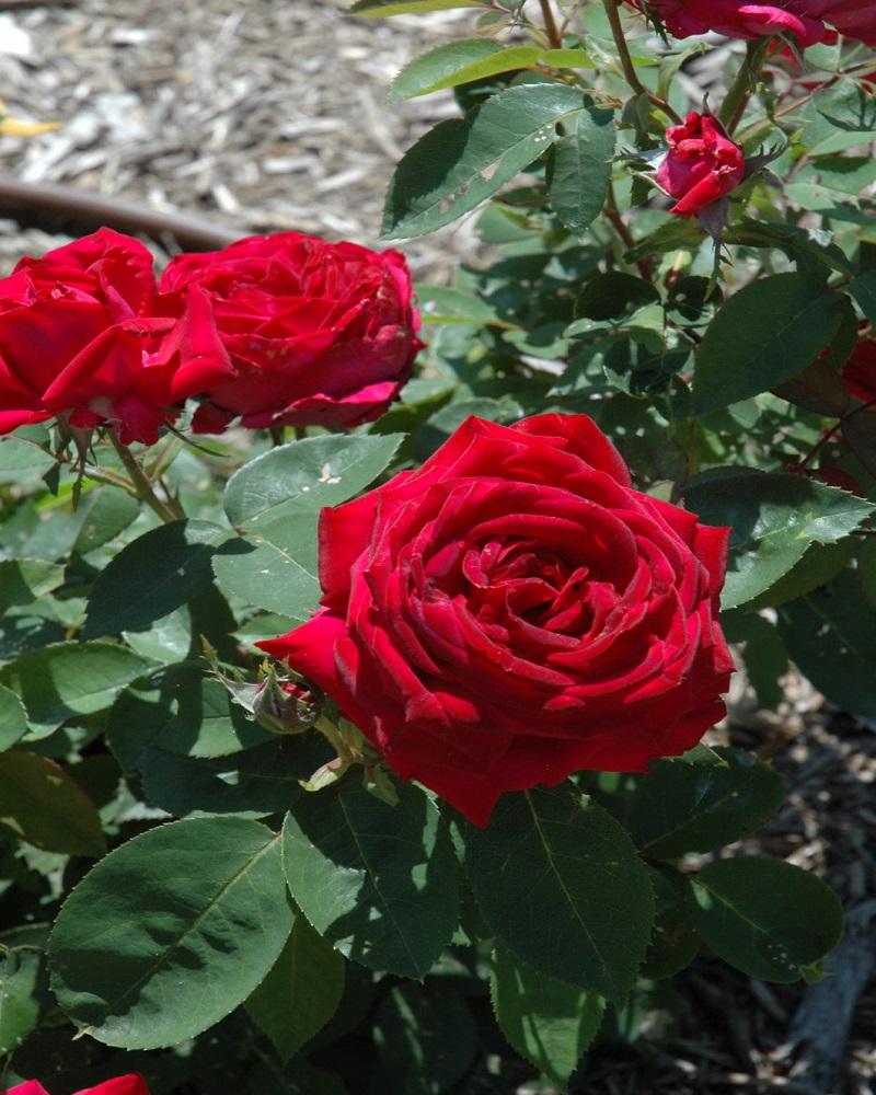 Kashmir Rose<br><i>Rosa 'Kashmir'</br></i>