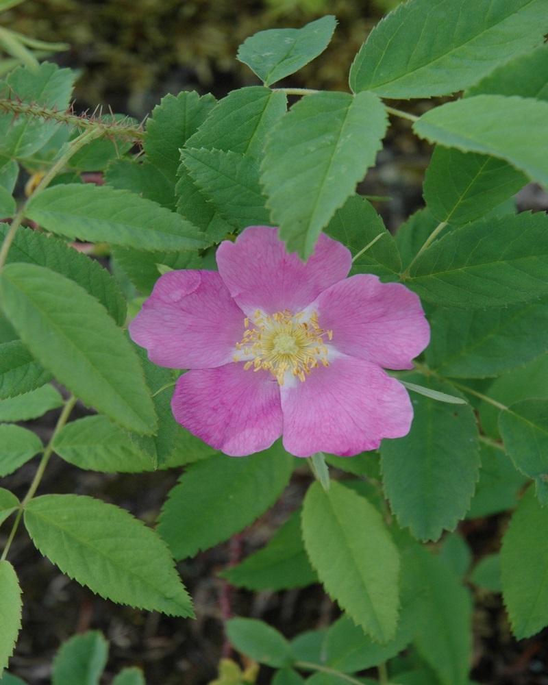 Woods' Rose #5<br><i>Rosa woodsii</br></i>