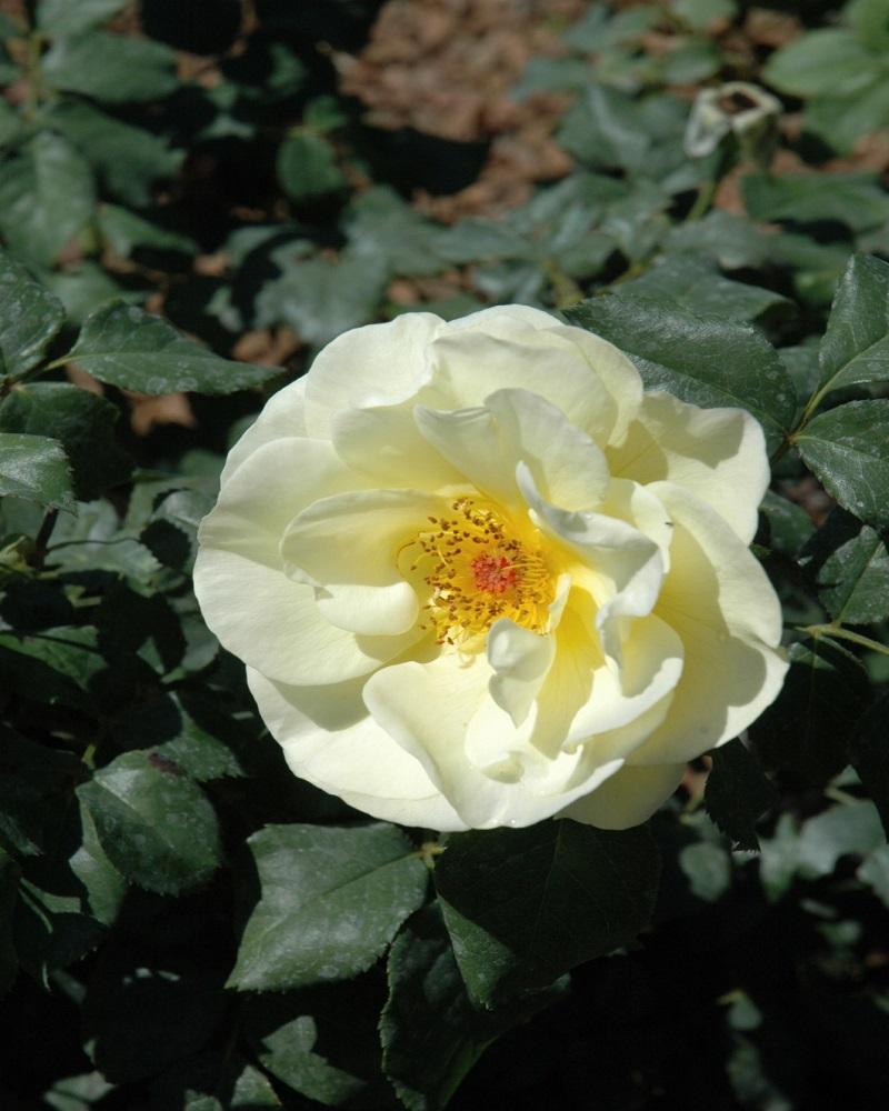 High Voltage Rose #2<br><i>Rosa BAIage</br></i>