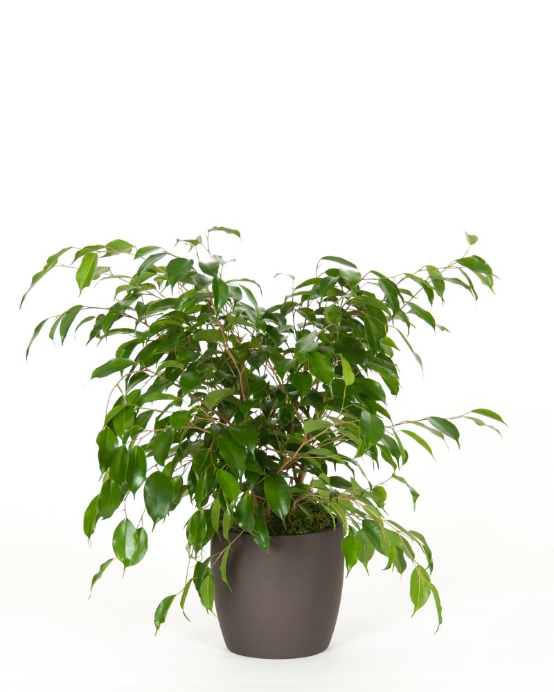 Ficus Benjamina Green 6"