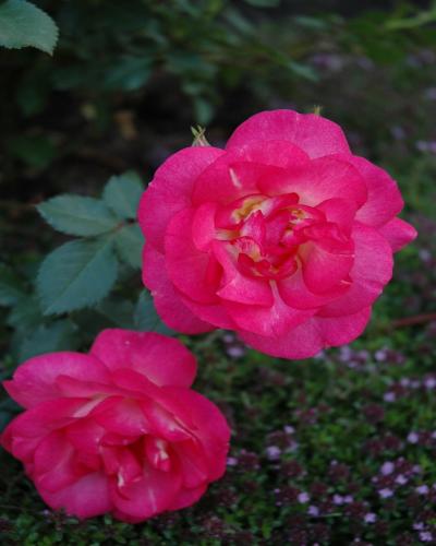 Sunrise Sunset Rose #2<br><i>Rosa Sunrise Sunset</br></i>