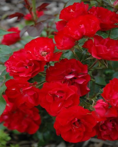 Roses | Roses Available in Reno | Moana Nursery