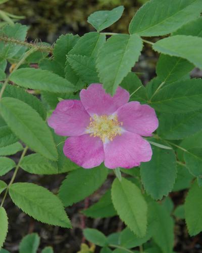 Woods' Rose #5<br><i>Rosa woodsii</br></i>