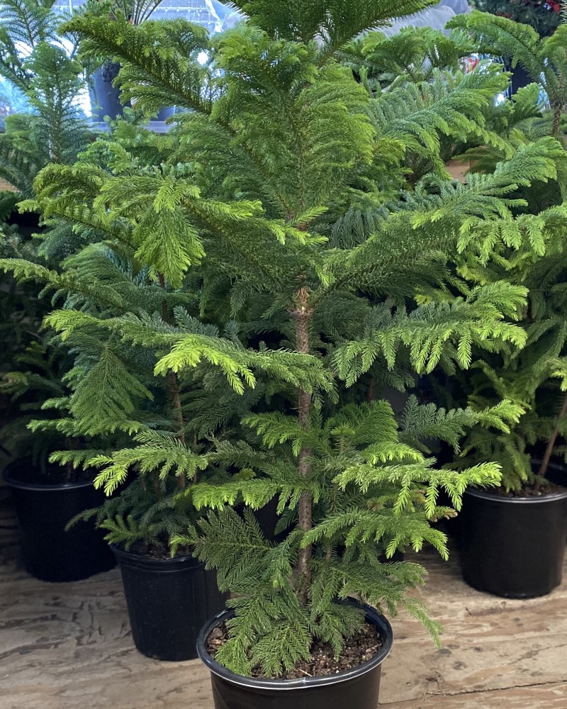 Departments Norfolk Pine 8"