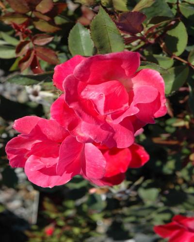 Pink Double Knock Out&reg; Rose #2<br><i>Rosa Radtkopink</br></i>