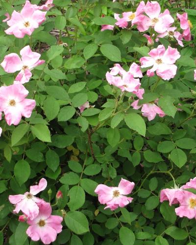 Rugosa Rose #5<br><i>Rosa rugosa</br></i>
