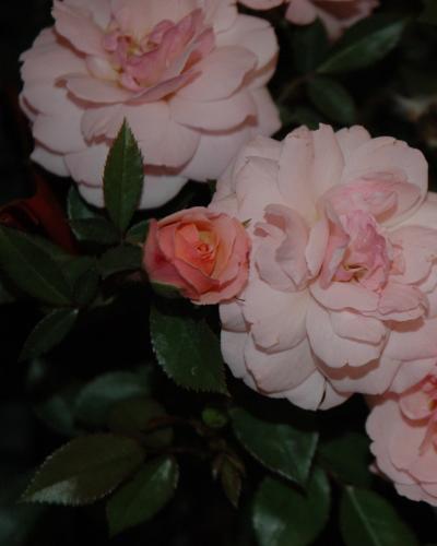 Calypso Rose<br><i>Rosa 'BAIypso'</br></i>