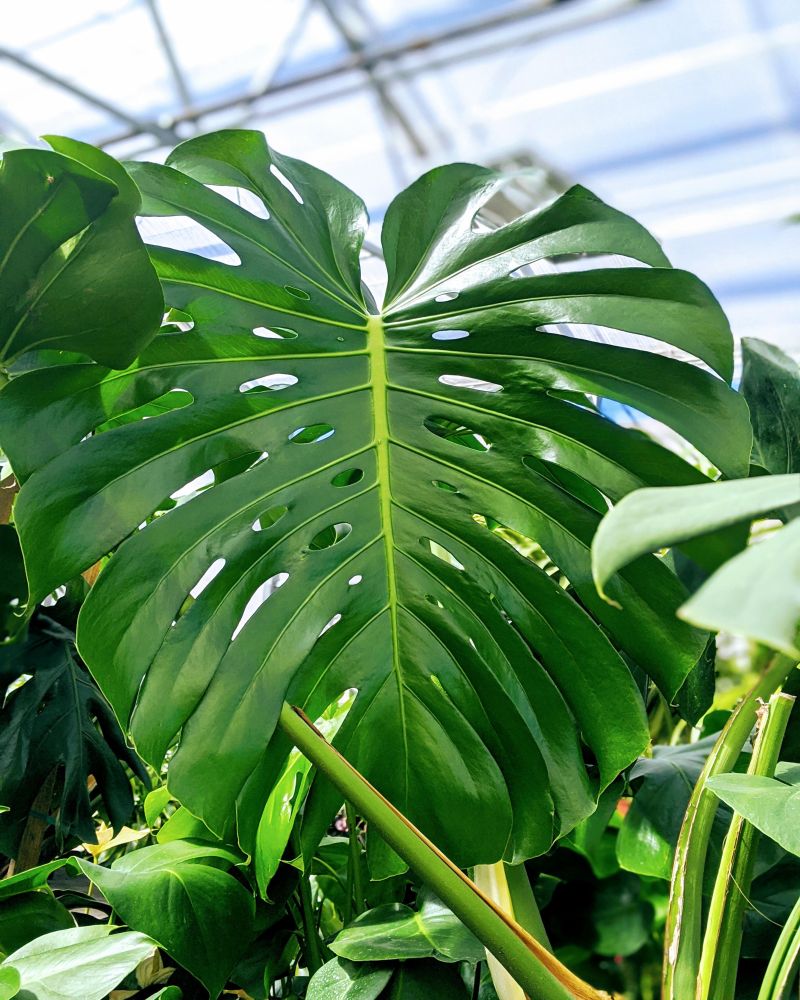 Big and Beautiful Monstera