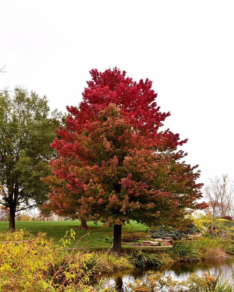 Клен acer rubrum фото